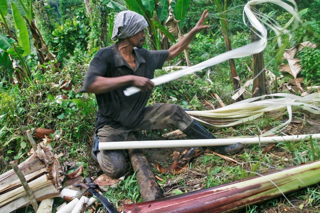 Abaca Fiber